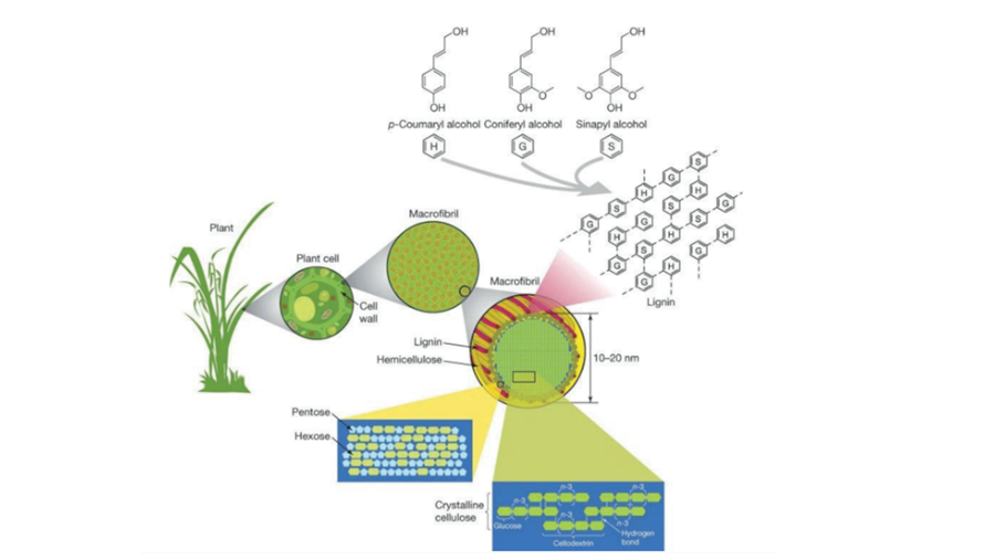 Productie van platformchemicaliën uit suikers